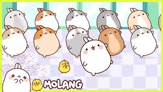 Molang  Flash Mob  Comedy Cartoon  More ⬇️ ⬇️ ⬇️ [upl. by Ahsuoj]