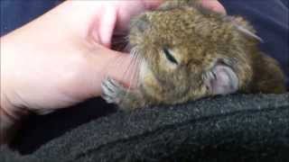 Tao the degu bathtime amp cuddles [upl. by Aeslek]