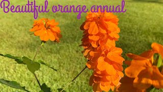 Growing Crossandra in a container video  rachelshomeandgarden3348 [upl. by Constantia]