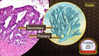 Seminal vesicle Histology [upl. by Aicilav]