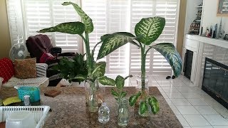 Growing Dieffenbachia Dumb Cane in water Update [upl. by Ynnig]