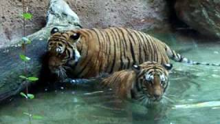 Tigers playing in water  SAN DIEGO ZOO [upl. by Tri]