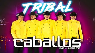 Caballos Del Norte  Bote de Cerveza  CUMBIA TRIBAL 3Ball [upl. by Nitnert66]