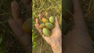 kachri  chibad  chibber \ melon 🍈 shorts trending ytshorts melon kachri gardening farming [upl. by Yniattirb392]