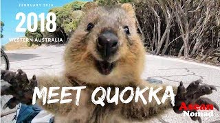 Quokka The happiest animal in the world Meet Quokka [upl. by Alah]