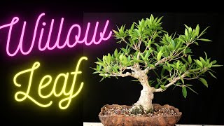 Willow Leaf Ficus Bonsai Tree Ficus Salicifolia Update on all 4 trees [upl. by Rinna]