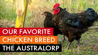 Our favorite chicken breed the Australorp [upl. by Bindman]