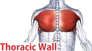 Muscles of the Thoracic Wall  Chest Muscles Anatomy [upl. by Neville]