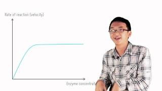 3 4 Effect of enzyme concentration [upl. by Marylin132]