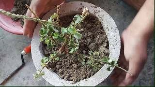 How to grow achyranthes aspera  latjira ka ayurvedic plant [upl. by Leroj]