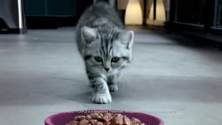 Whiskas Kitten Food TV Commercial 2016 [upl. by Ayotas532]