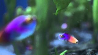 Cadbury Fish Advert  Spots v Stripes official HD version  1080p [upl. by Traggat251]