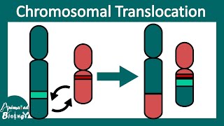 Chromosomal Translocation  Robertsonian vs reciprocal translocation  Clinical pathology  USMLE [upl. by Aibsel59]