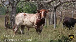 TOROS BERRENDOS EN CORRALEJAS [upl. by Augustin562]