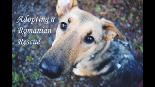 Adopting a Romanian Rescue Dog  My Honest Experience and Struggles [upl. by Schwerin]