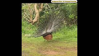 ನವಿಲು ಕುಣಿತದ Attractive Scenes Peacock Dance ಕೆಲವು ಆಕರ್ಷಕ ದೃಶ್ಯಗಳು [upl. by Kenney]