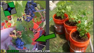 How to Grow Grapes in 5 gallon Buckets  Growing a Container Vineyard [upl. by Aiket404]