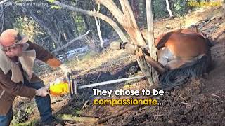 Hunters find wild horse with its leg stuck in a tree 😰🐴 [upl. by Uol]