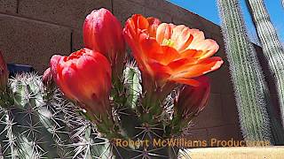 Stenocereus Thurberi Cactus Time Lapse [upl. by Ydnolem]