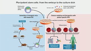 Understanding Human Pluripotent Stem Cell States and Their Applications with Thorold Theunissen [upl. by Ahtibbat]