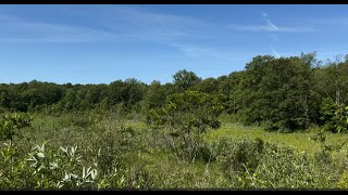 Mondays with Martha 223  Rare Michigan Wetlands Prairie Fen [upl. by Ordnazil]