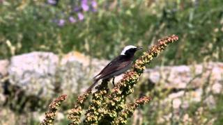 Pied Wheatear [upl. by Frankhouse]