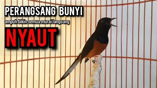 murai batu gacor AMPUH buat PANCINGAN murai batu agar bunyi JADIKAN burung murai gacor EMOSI [upl. by Connie]