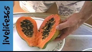 How toEat a Papaya [upl. by Ahsym]