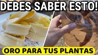 3 Usos INCREÍBLES De PIELES De Banana 🍌 Como ABONO Para Tus PLANTAS [upl. by Oiliruam175]