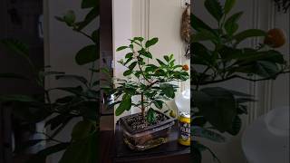 Lemon tree care and tipsbonsai lemon video viralreels [upl. by Noslen]