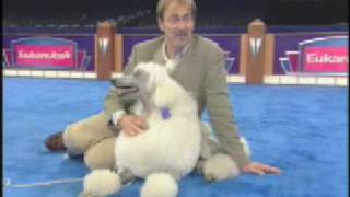 The Secrets of Dog Show Handlers [upl. by Im940]