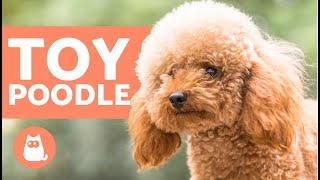 TOY POODLE  Characteristics Character and Care [upl. by Teddman]