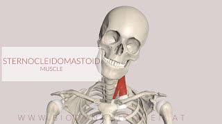 Sternocleidomastoid Muscle 3D Animation [upl. by Floeter891]