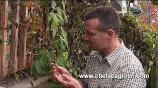 Eric Toensmeier author of Perennial Vegetables tours his perennial root crop [upl. by Petite]