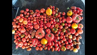 Comment choisir ses variétés de Tomates [upl. by Alliuqet]