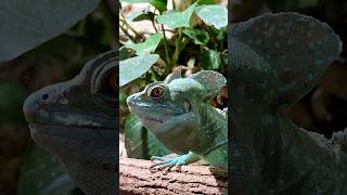 Basilisk Jesus Christ Lizard [upl. by Armitage584]