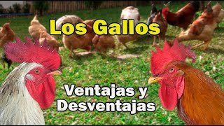 LOS GALLOS VENTAJAS Y DESVENTAJAS [upl. by Cindra780]