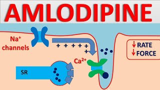 Sympatholytics Adrenergic Antagonists — Alpha blockers Beta blockers Calcium channel blockers [upl. by Hedley]