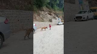 Aaj to dog kha hi jata🥹 dog viralvideo [upl. by Letsyrk]