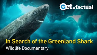 Greenland Sharks  SHARK ACADEMY [upl. by Hospers]