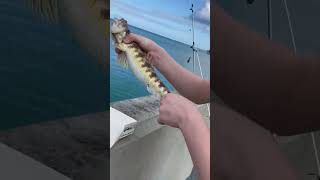 Massive Lizardfish  Bermuda Fishing [upl. by Tamis]