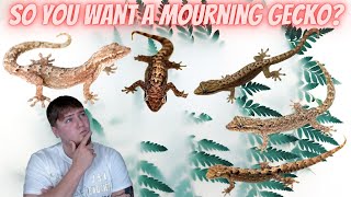 Mourning Gecko CareAre They Right For You [upl. by Eiramassenav593]