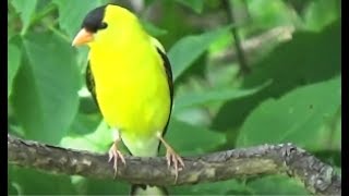 Common Midwest Birds  Midwest Nature in HD [upl. by Nailij]