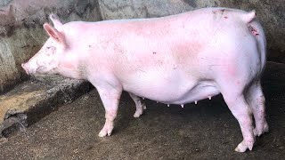 TN70 The Best Pig Breed You Must Have At Your Farm [upl. by Nnaeel]