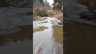 Massive Beaver Dam Collapse In The Forest beaverdam flashflood drain satisfying viralvideo [upl. by Nesbitt]