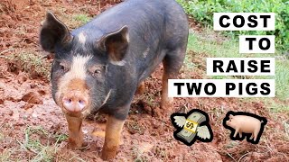 Cost to Raise 2 pigs on 15 Acres 🐖 🐷 [upl. by Sane936]