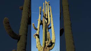 Grand Saguaro Cactus [upl. by Annaira]