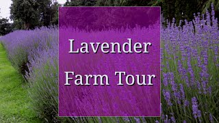 Lavender Farm Behind the Scenes Tour [upl. by Eiralc528]