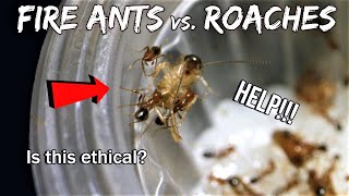 FIRE ANTS vs COCKROACHES  Is this ethical [upl. by Lebanna]