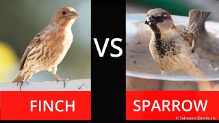 Sparrow vs Finch [upl. by Iahk822]